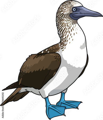 Blue Footed Booby Bird Animal Wildlife