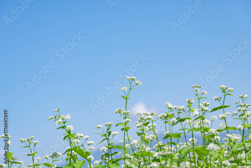 青空とそばの花