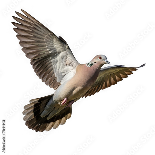 Graceful mourning dove in flight with wings spread wide against a black canvas isolated on transparent background