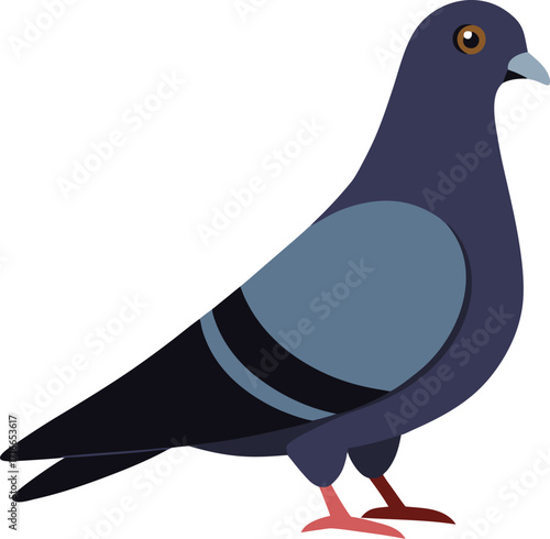 A single pigeon standing still on a clean white background