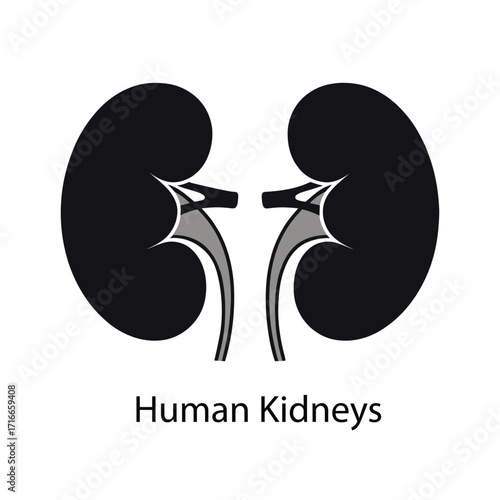 Simplified anatomical illustration of human kidneys with renal arteries, veins, and ureters, labeled for educational and medical use