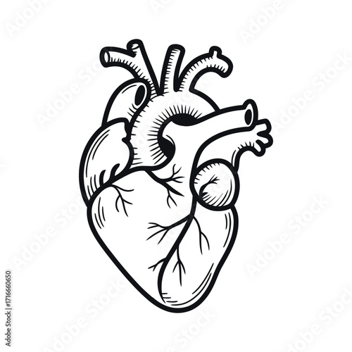 Detailed anatomical line drawing of human heart showing major vessels, chambers, and muscular structures for medical and educational use