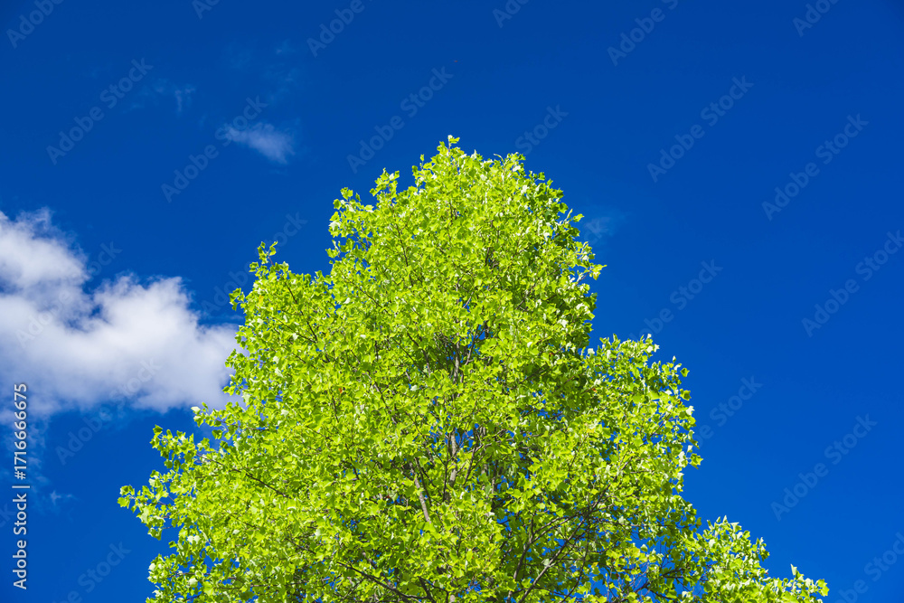 Obraz premium 青空と木