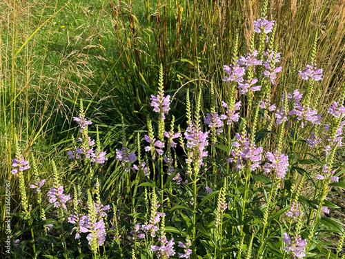 Physostegia virginiana obedient plant, false dragonhead in the grass.