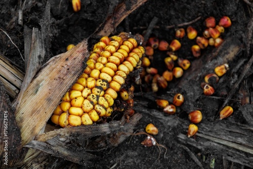 Rotten corn cob in a harvested field in winter or early spring. Unharvested corns with frost. Concept of lost harvest, food crisis. Agriculture scene and cultivated field scene.