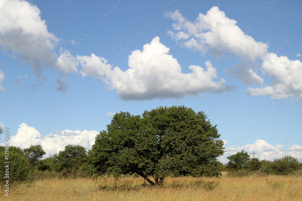 Obraz premium Landscape Photo of Soetdoring tree with yellow flowers in North West, South Africa is known scientifically as Vachellia karroo (formerly Acacia karroo) and is a native, fast-growing,