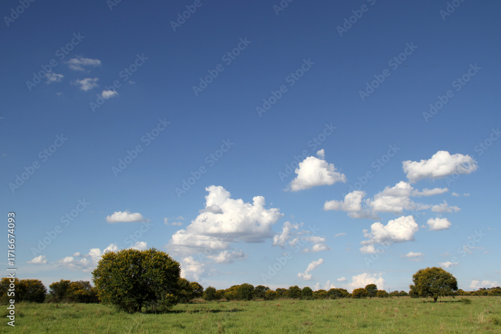 Fototapeta premium Soetdoring tree with yellow flowers in North West, South Africa is known scientifically as Vachellia karroo (formerly Acacia karroo) and is a native, fast-growing,