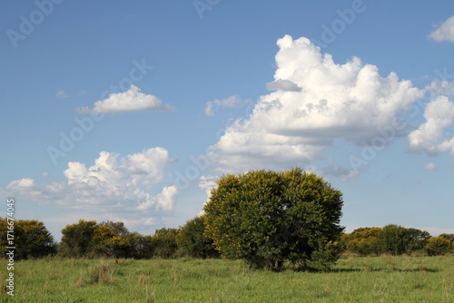 Landscape Photo of  Soetdoring tree with yellow flowers in North West, South Africa is known scientifically as Vachellia karroo (formerly Acacia karroo) and is a native, fast-growing,
