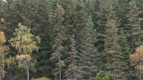 Eagle hanging out in an Alaskan Tree