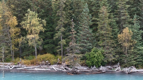 Eagle in a tree over a river