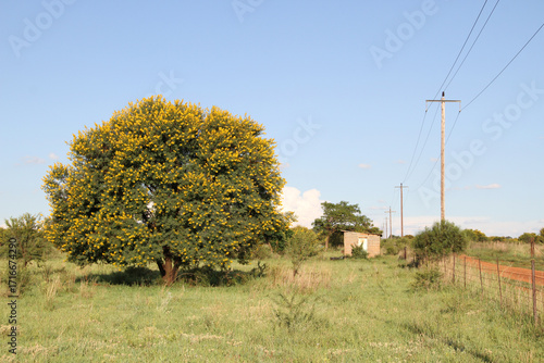 Landscape Photo of  Soetdoring tree with yellow flowers in North West, South Africa is known scientifically as Vachellia karroo (formerly Acacia karroo) and is a native, fast-growing,