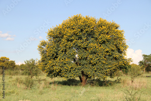 Landscape Photo of  Soetdoring tree with yellow flowers in North West, South Africa is known scientifically as Vachellia karroo (formerly Acacia karroo) and is a native, fast-growing,