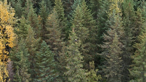 Eagle in Alaska