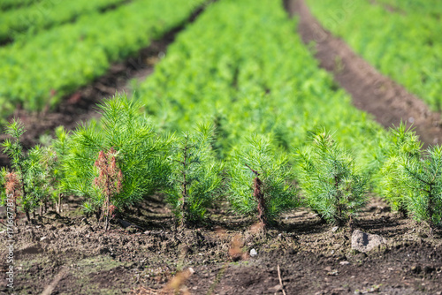 苗木の栽培　針葉樹