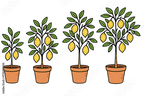 Lemon tree growth stages vector set. Potted citrus plant growing cycle animation frames. Hand drawn doodle houseplant illustration for gardening. Botanical cartoon fruit tree.