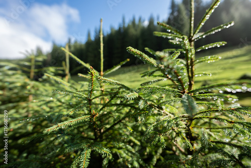 Young fir saplings with dew