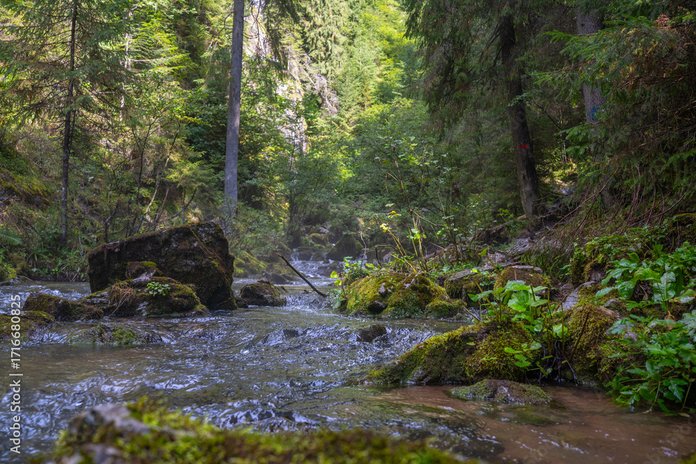 Obraz premium Ponor creek in forest Romania