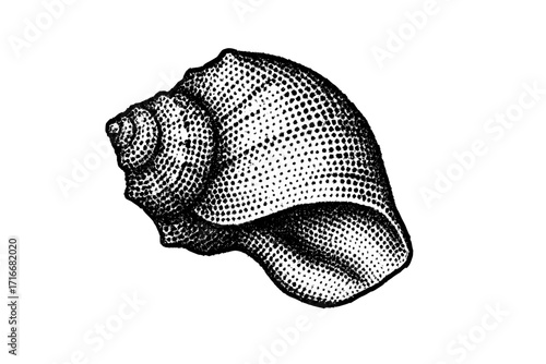 Detailed stippling halftone seashell of rapana, isolated vintage retro casino culture marine animal, dotted grunge pop art element, Y2K style sea shell illustration