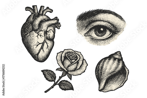 Vintage engraved illustration set with human heart, eye, rose, and seashell. Retro stippling and grunge dot texture. Anatomical and nature symbols for design vector.