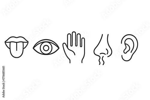 Five senses icon set with taste, sight, touch, smell, hearing. Line art symbols for sensory perception. Human experience vector illustration of body organs: eye, ear, nose.