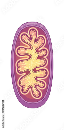 Vibrant cartoon depiction of a mitochondrion, the powerhouse of the cell, showcasing its intricate internal structure with detailed cristae and matrix