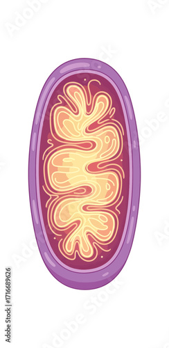 Discover the vibrant inner workings of a mitochondrion, the powerhouse of the cell, in a visually engaging scientific illustration for educational and medical content.