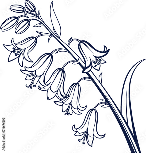 Clean bluebell flower outline with white background for floral designs