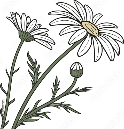 Simple clean outline daisy flower head graphic for banners and advertisements