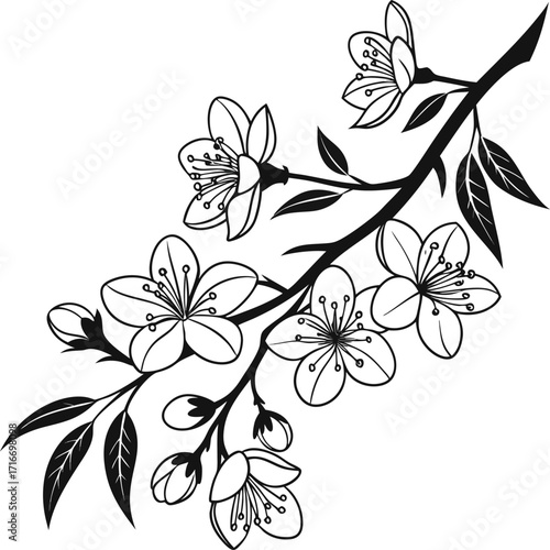 Elegant black line art of a jasmine branch with delicate blossoms