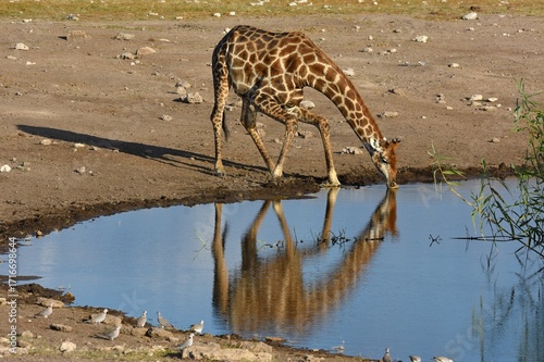 Steppengiraffe (giraffa camelopardalis) trinkt am Wasserloch Chudop im Etoscha Nationalpark