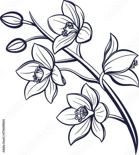Elegant orchid flower illustration with delicate petals and clean lines
