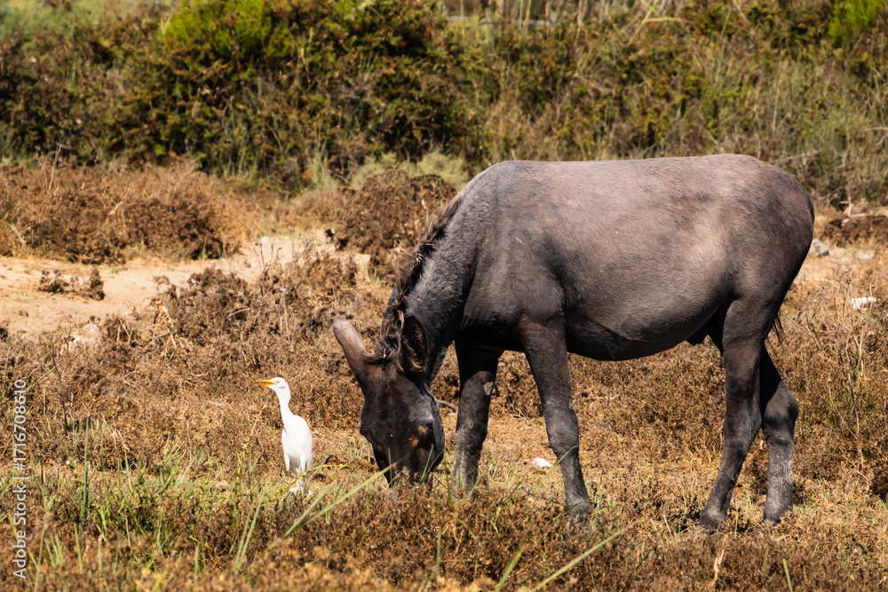 Fototapeta premium A western cattle egret and a donkey