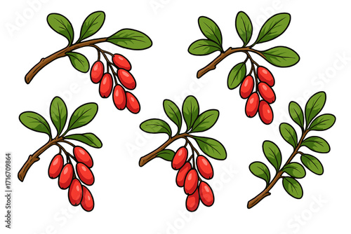 Barberry branch set with red berries and green leaves. Vector cartoon illustration. Botanical berberis plant with sour fruit for food, herbal medicine or healthy vitamin C.