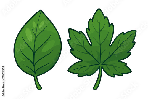 Two distinct green leaves with detailed veins and textures, showcasing different shapes and vibrant foliage, vector cartoon illustration on transparent background for design