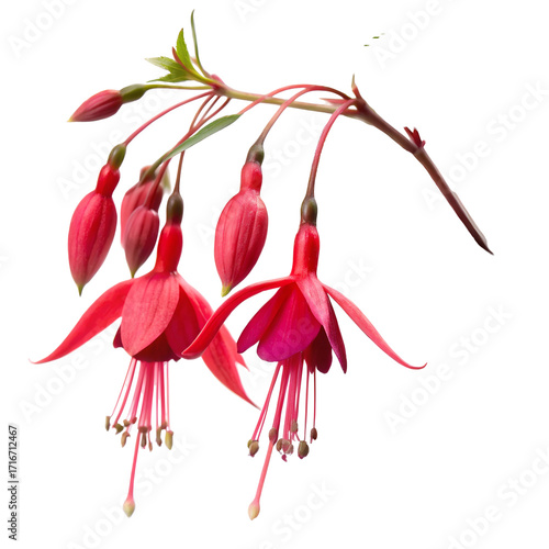 Red Fuchsia Flowers and Buds on Black Background pink