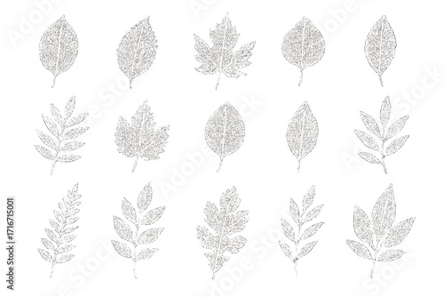 Tree leaves vector collection. Stipple botanical illustration set. Dotwork foliage elements. Engraving style plant silhouette for eco-friendly organic product package design.