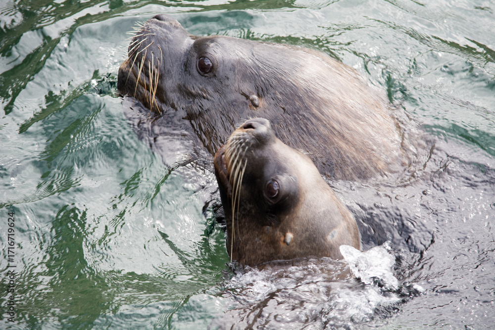 Fototapeta premium Sea Lion on the Rocks – A Moment of Rest by the Water, Seelöwe auf Felsen – Ruhepause am Wasser