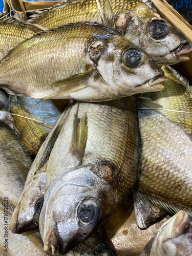 Fresh alive fish in box. Restaurant organic food fishmarket concept. Fresh sea fish in fishery market. Seafood industrial.
