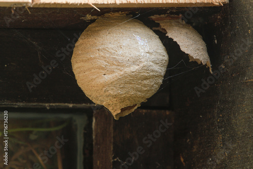 Close-up of a primary nest of a European hornet