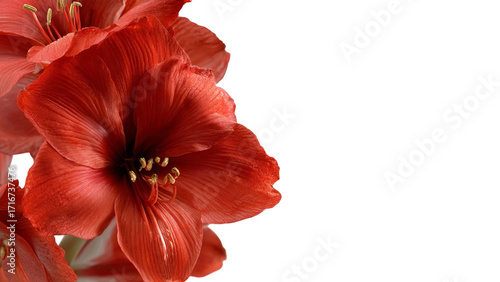 PNG of Vibrant red amaryllis flowers in full bloom showcasing intricate petals and a stunning color palette.