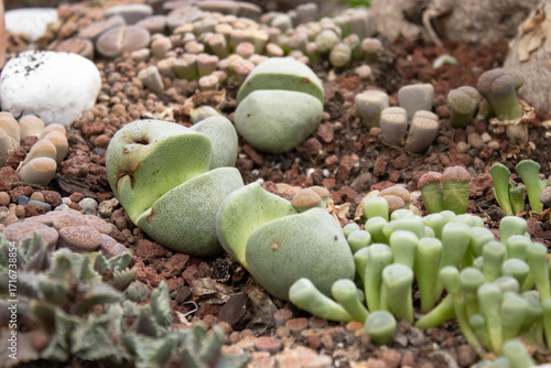 Closeup of green stone succulents surrounded by lithops in garden soil. Natural textures, organic detail, macro perspective. Perfect for ecommerce, social, print.