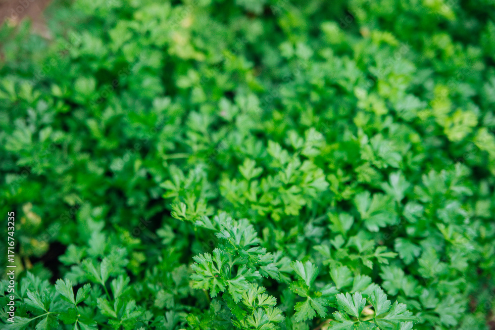 Obraz premium Green parsley leaves close-up. Natural background and texture.