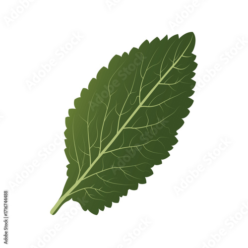 A large size mustard leaf illustration