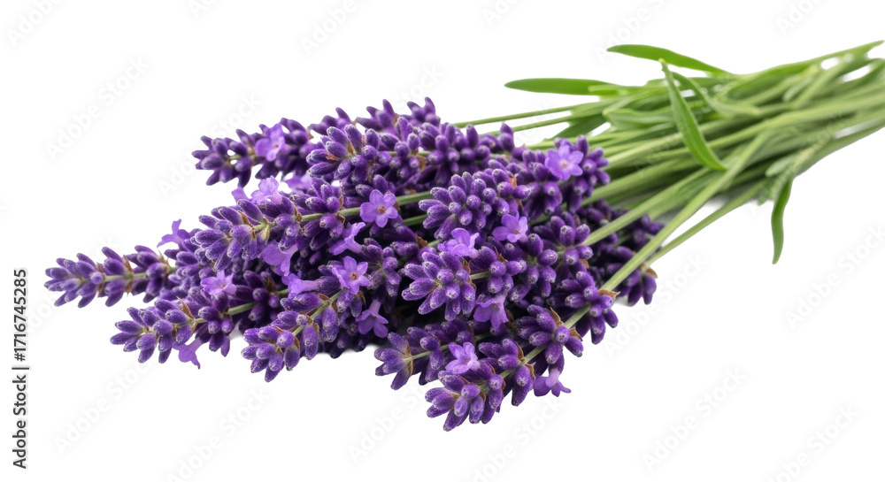Fototapeta premium Multiple vibrant deep purple lavender stalks, ultra-fluffy florets, green leaves, arranged horizontally on white studio background with copy space, concept of natural purity and calm