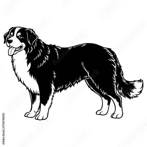 Black and white illustration of a border collie dog standing