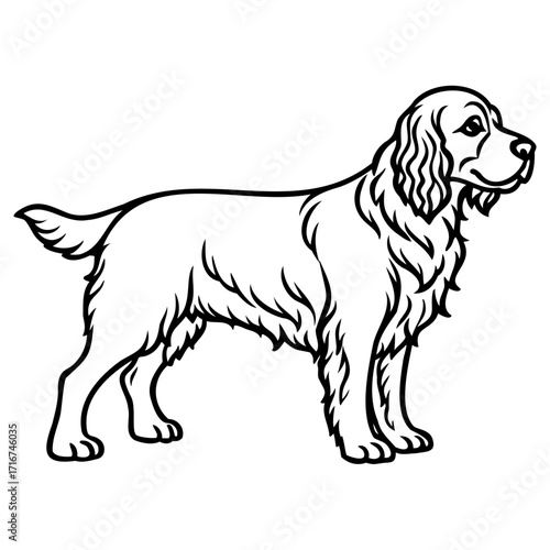 Cute cocker spaniel dog standing still in profile view