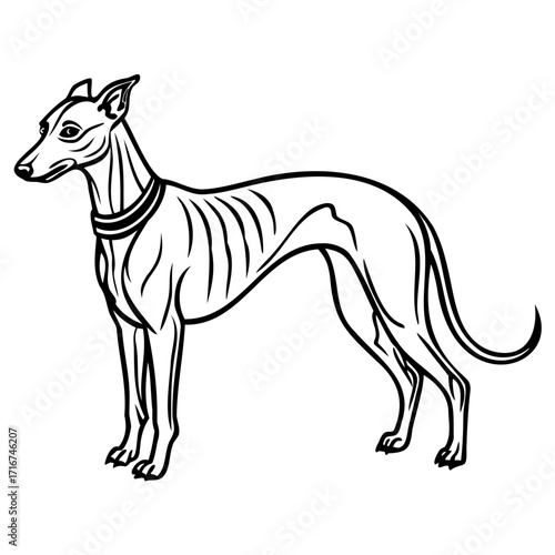 Elegant greyhound dog standing side profile illustration
