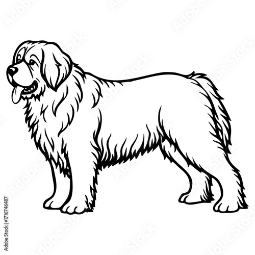 Illustration of a large fluffy dog standing sideways