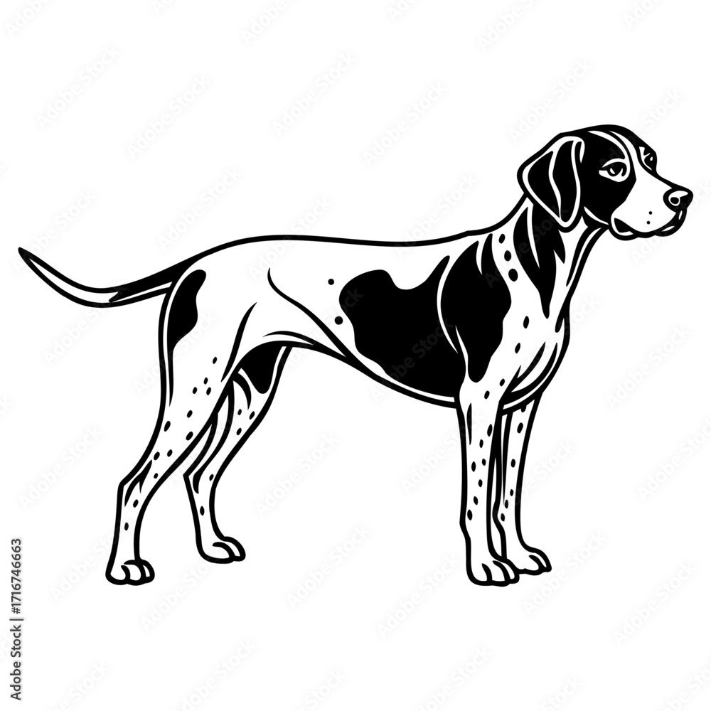 Fototapeta premium Black and white illustration of a pointer dog standing