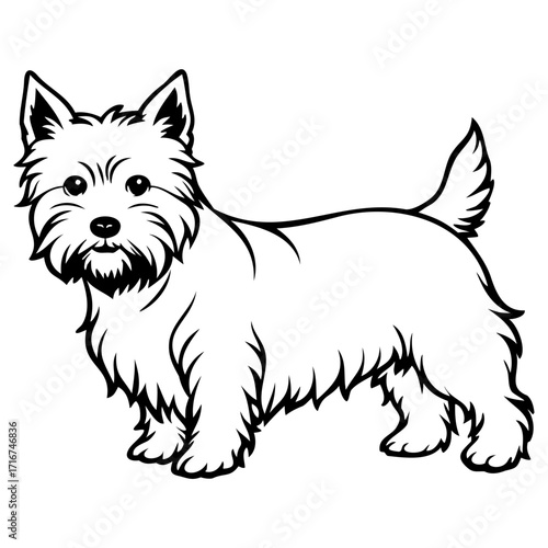 Cute west highland white terrier dog illustration standing